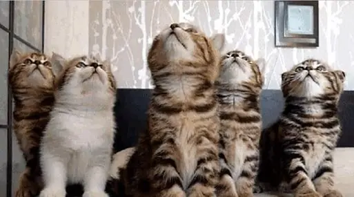 ¿Qué tanto aportan los GIF? mini-historia