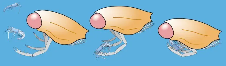 crustaceo crustaceo