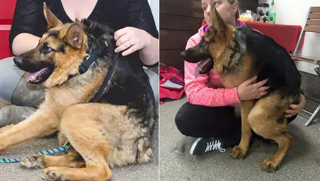 Quasimodo Quasimodo