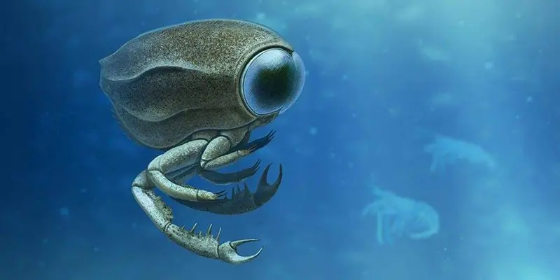 crustaceo