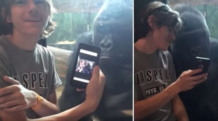 Reacción de un gorila al ver fotos en un celular