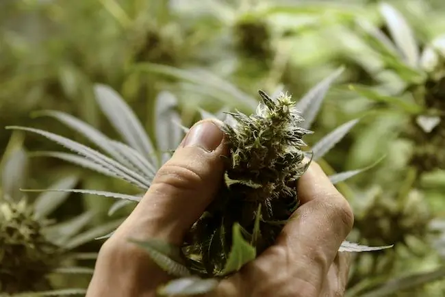 Niña Mexicana podra usar legalmente mariguana