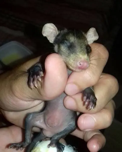 perrita