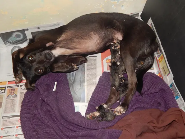 Increible: Perrita adopta a Unas Zarigüeyas Huérfanas.