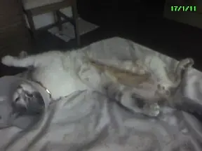 Caturday! Mi gato mordido por un perro y chistes!!!