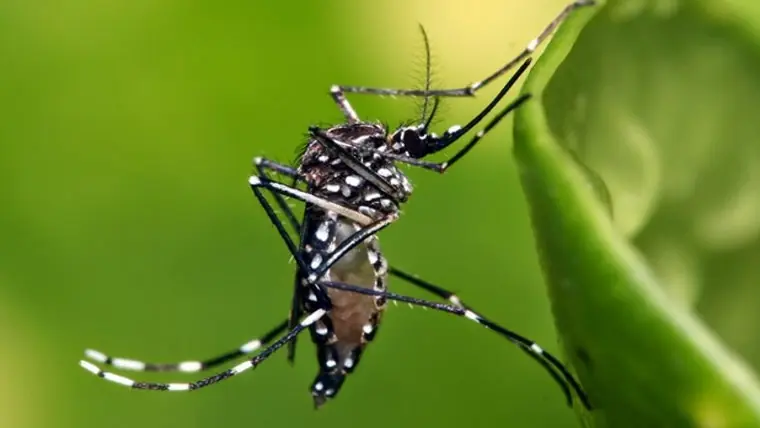 Qué es y cómo prevenir el virus Zika - OJO!