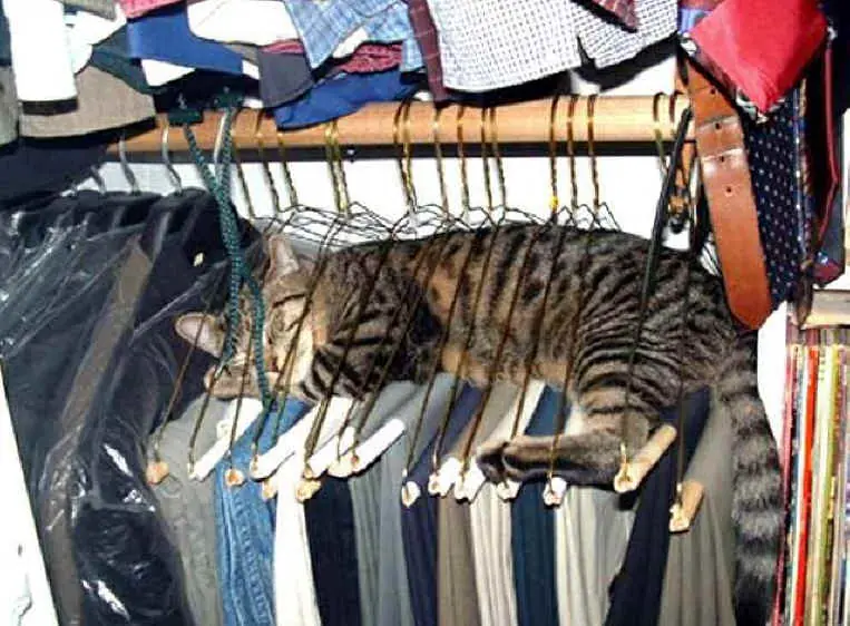gatos gatos