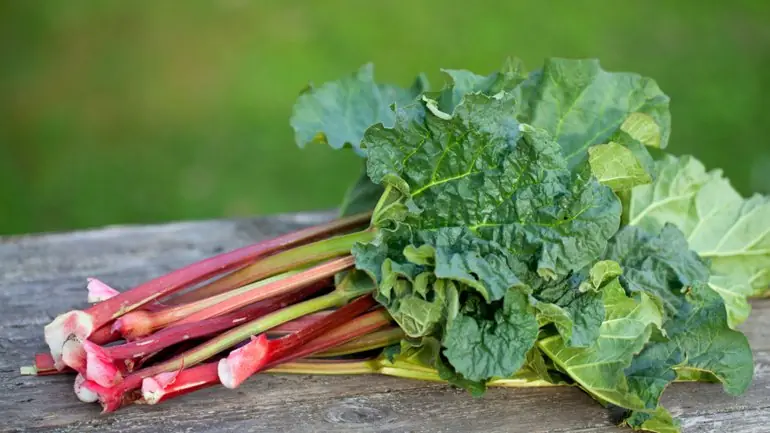 No le des esto a tu maquinola Canina