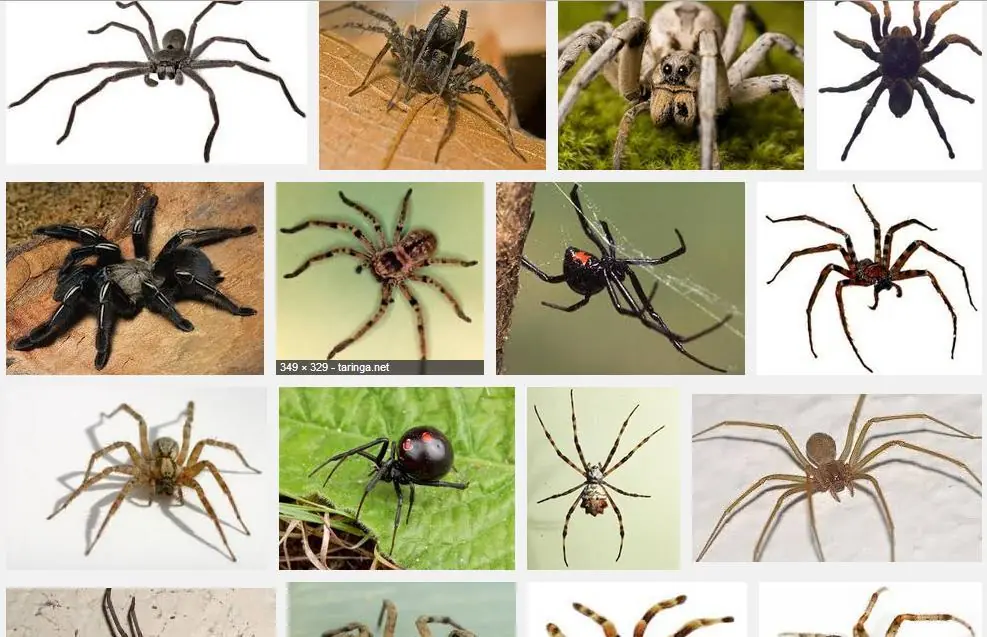Me pico una araña rara