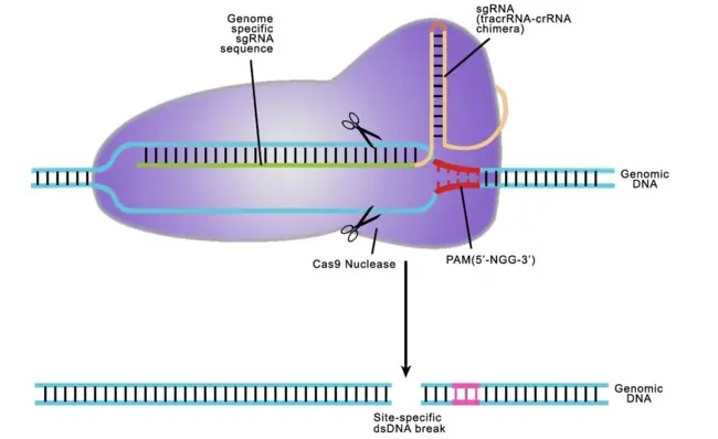 genetica