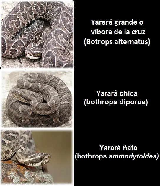 viboras de argentina