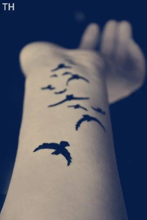 pajaros