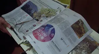 Cómo hacer un herbario - 3 - Fijado de la planta en cartón