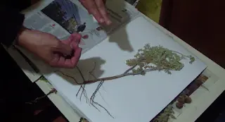 hierbas hierbas