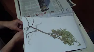 herbario herbario