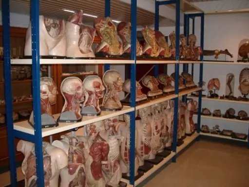 morbid anatomy museum