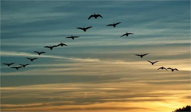 pajaros