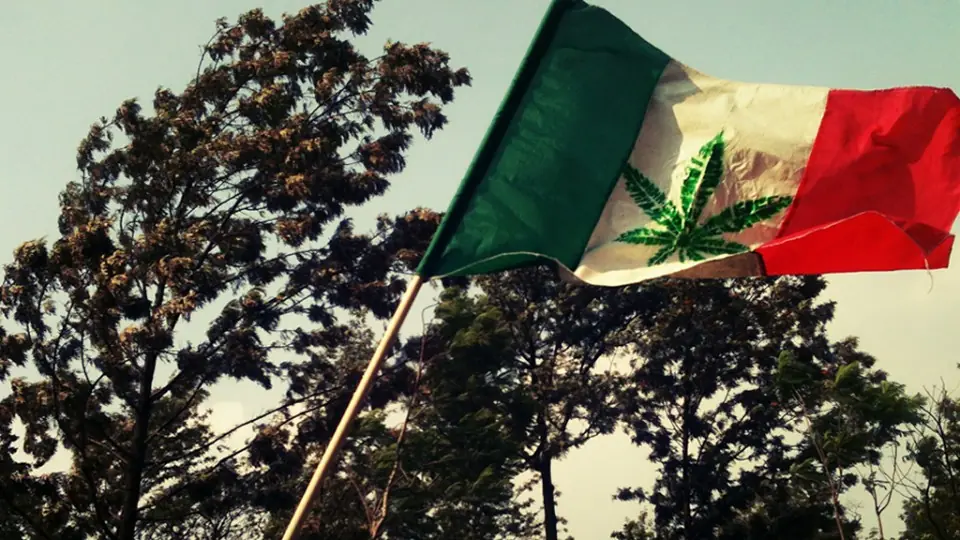 10 países donde el cultivo o consumo...
