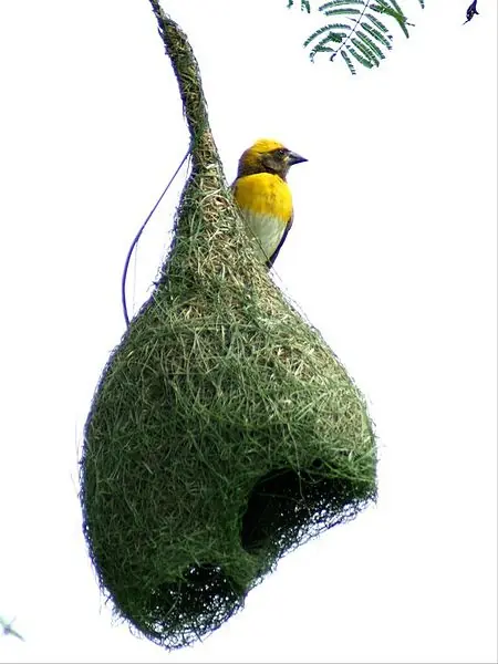 Aves