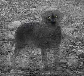 historias de terror real