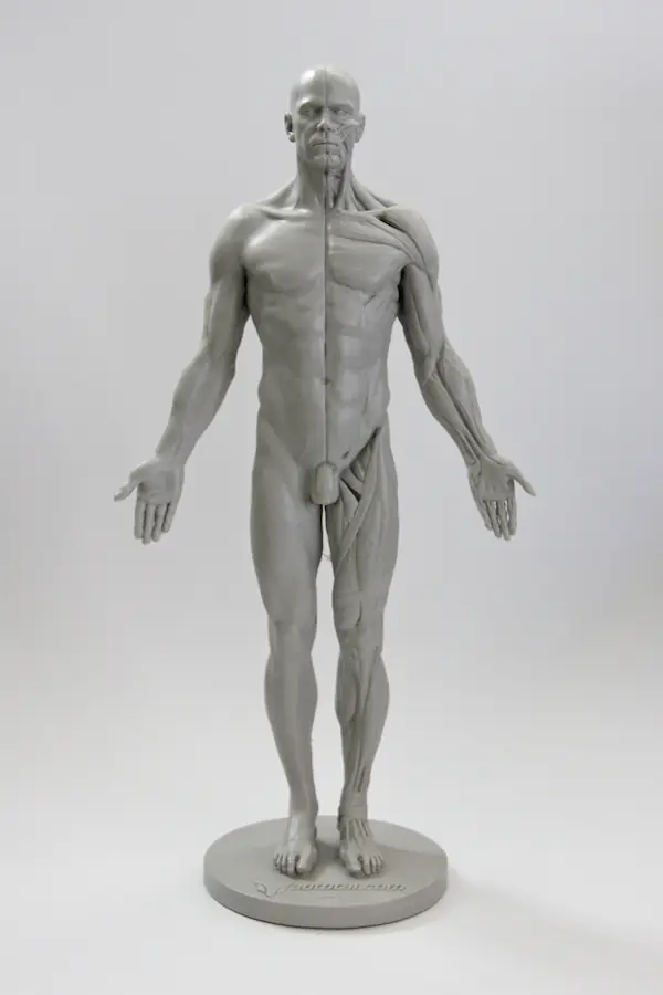 Anatomia HQ para artistas parte 1