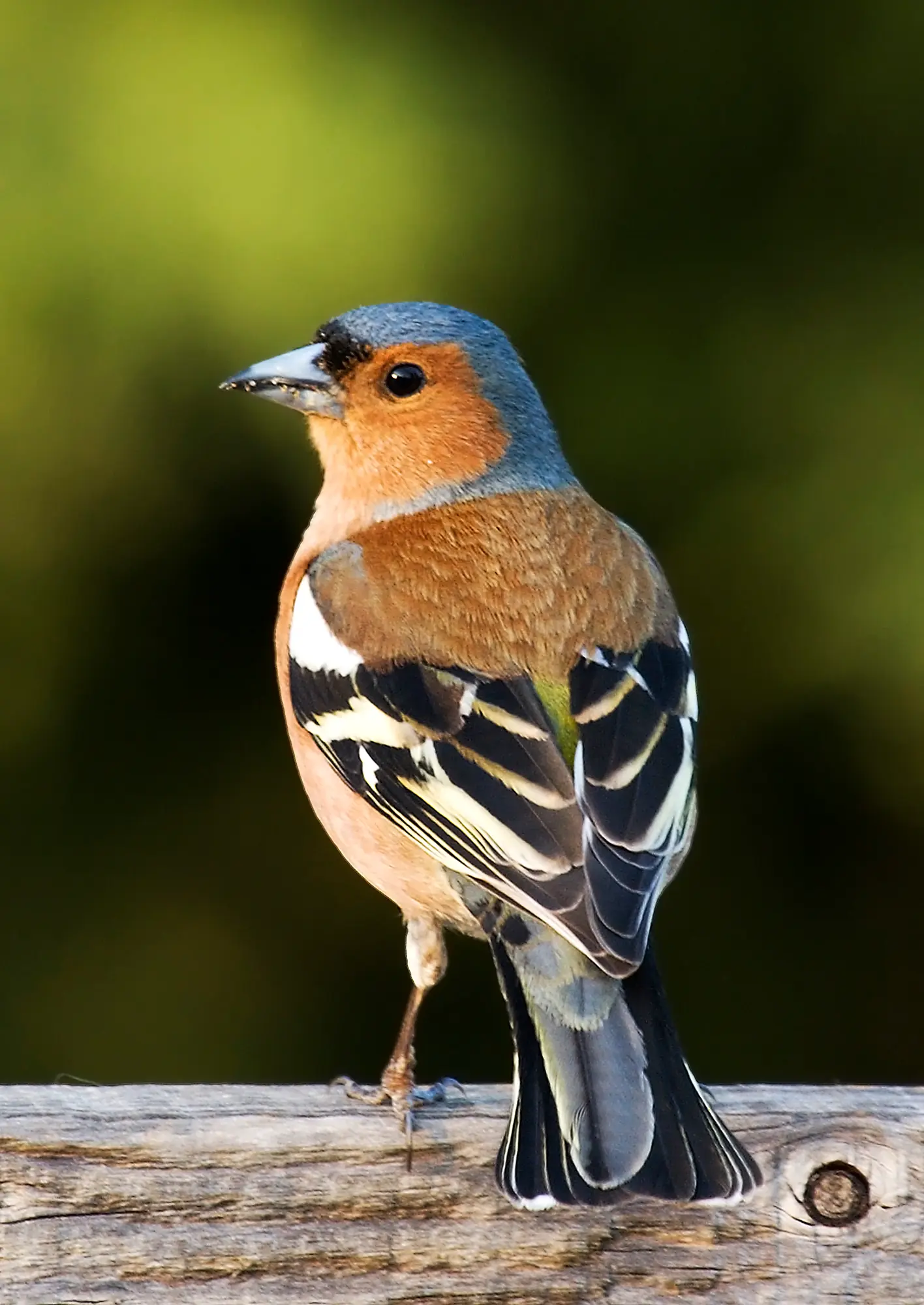 Passeriformes - El gran orden de las aves