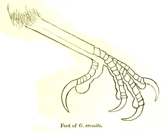 Passeriformes