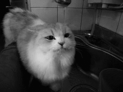 gatos