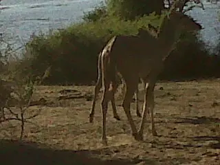 Safari Elefante