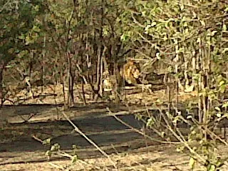 Safari Elefante