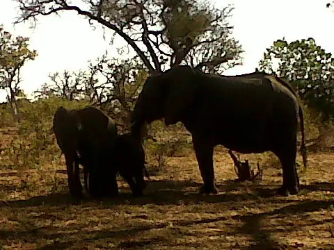 chobe national park