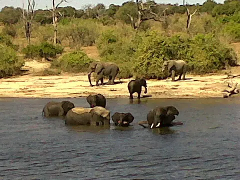 elefantes africanos