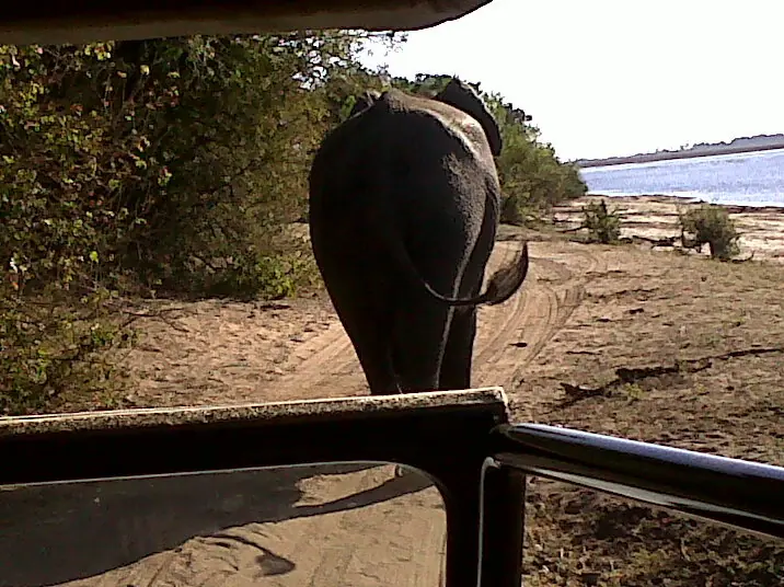Safari Elefante