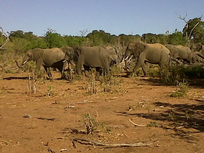 Safari Elefante