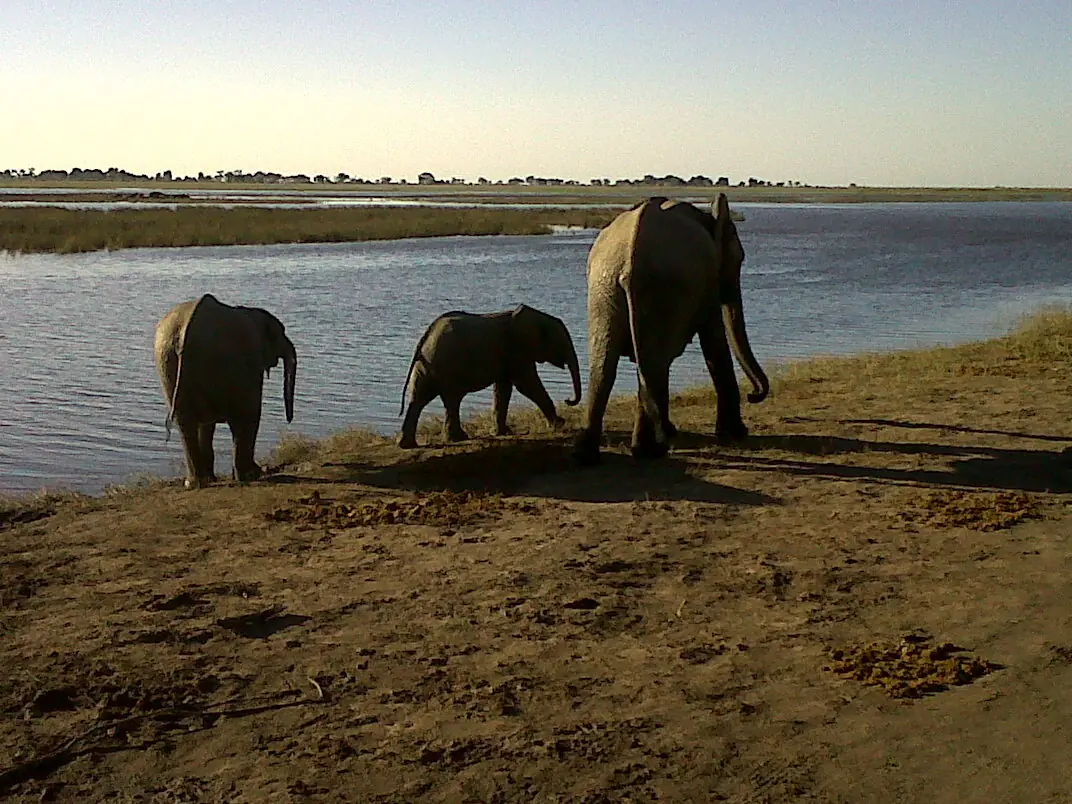 Safari Elefante