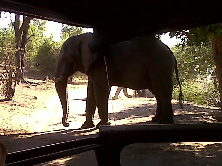chobe national park