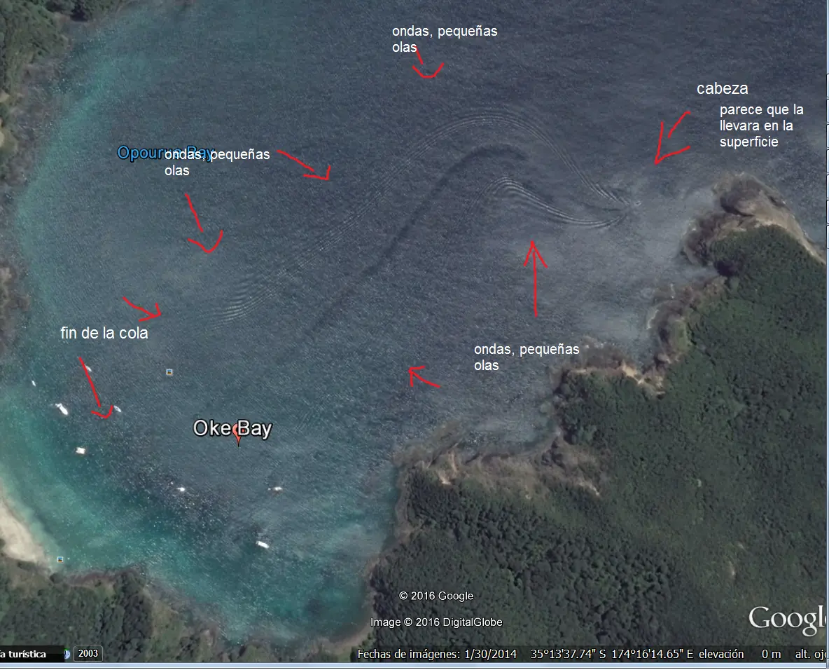Google Earth fotografía monstruo marino de 800 mts de largo!