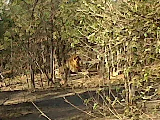 chobe national park