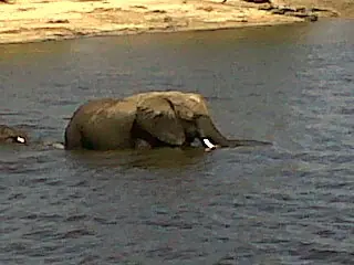 Safari Elefante