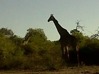 safari elefante bostwana