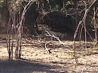 Safari Elefante