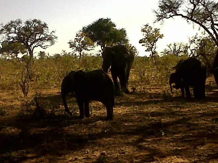 safari elefante bostwana