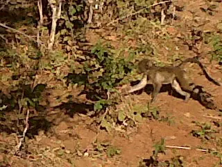 safari elefante bostwana