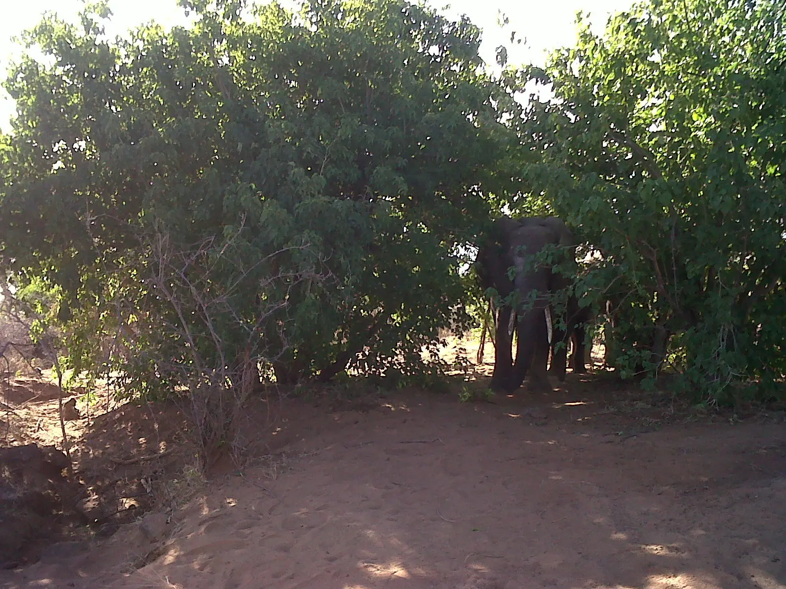 chobe national park