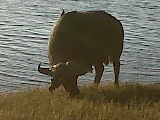 chobe national park