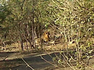 safari elefante bostwana