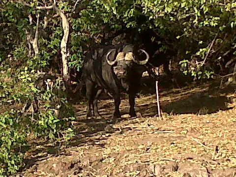 chobe national park