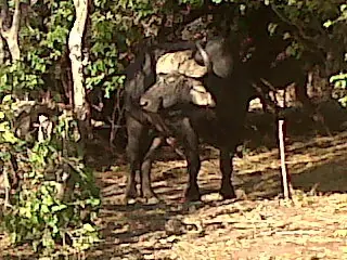 safari elefante bostwana