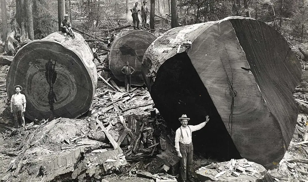 Los árboles gigantes de California que arrasó el ser humano