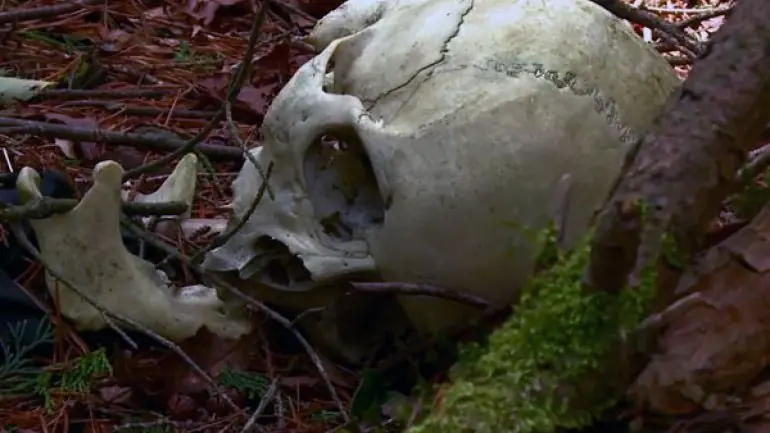 aokigahara